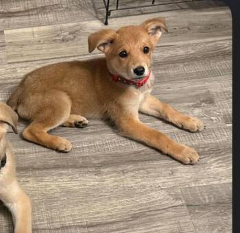 Barley -  Mastiff and German Shepherd Dog Dog for Adoption in Poplar Grove, Illinois - Barley | PetCurious
