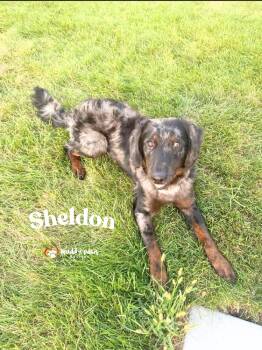 Sheldon -  Bernese Mountain Dog and Poodle Dog for Adoption in Council Bluffs, Iowa - Sheldon | PetCurious