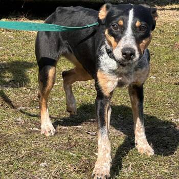 Australian Cattle Dog Blue Heeler and Cattle Dog Dogs Available for Adoption - Mona | PetCurious