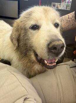 Great Pyrenees Dogs Available for Adoption - Daphne | PetCurious