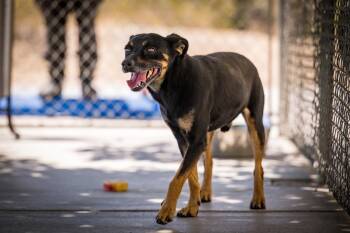 Shepherd Dogs Available for Adoption in Twentynine Palms, California - Woody | PetCurious