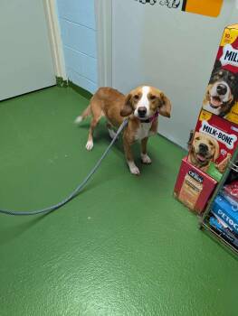 Rescue Collie Dogs for Adoption in Rustburg, Virginia - Rusty - At Shelter Available 11/21 | PetCurious