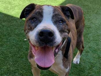 SAVE ME PLEASE Prince - IDA554533 -  Pit Bull Terrier Dog for Adoption in San Marcos, California - SAVE ME PLEASE Prince - IDA554533 | PetCurious