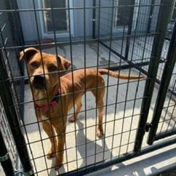 Mumbles -  Pit Bull Terrier and Terrier Dog Available for Adoption in Bendena, Kansas - Mumbles | PetCurious