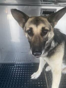 German Shepherd Dog Dogs Available for Adoption in Dallas, Texas - NOLA | PetCurious