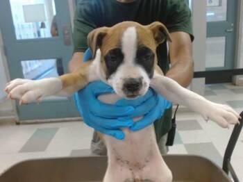 Black Mouth Cur and Mixed Breed Dogs Available for Adoption in Oklahoma City, Oklahoma - A473360 | PetCurious