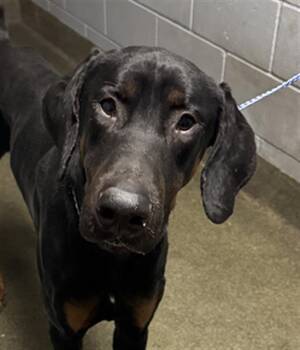 Mixed Breed Dogs Available for Adoption - ROCKIE | PetCurious