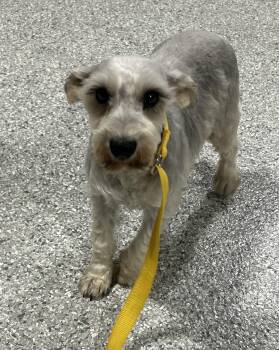 Harlet 12 lbs -  Miniature Schnauzer Dog for Adoption in Antwerp, Ohio - Harlet 12 Lbs | PetCurious