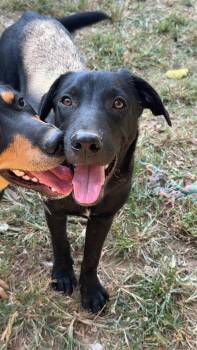 Alvin -  Beagle Dog for Adoption in Covington, Tennessee - Alvin | PetCurious