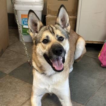 Bark Ruffalo -  Mixed Breed Dog for Adoption in Chattanooga, Tennessee - Bark Ruffalo | PetCurious