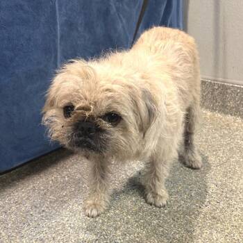 IVHS-Stray-142287 -  Terrier Dog for Adoption in San Gabriel, California - IVHS-Stray-142287 | PetCurious