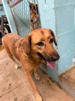 Caramel -  Labrador Retriever and Mixed Breed Dog for Adoption in Lafayette, Tennessee - Caramel | PetCurious