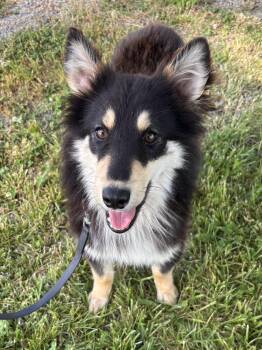 Luigi -  Border Collie and Collie Dog for Adoption in Ashland, Ohio - Luigi | PetCurious