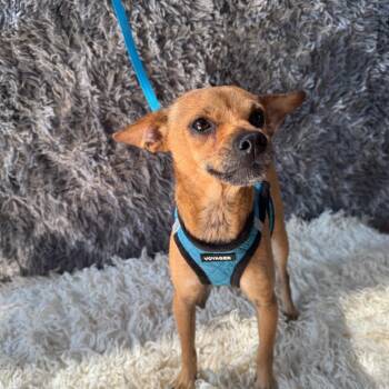 Rescue Chihuahua Dogs for Adoption in San Diego, California - Mouse | PetCurious