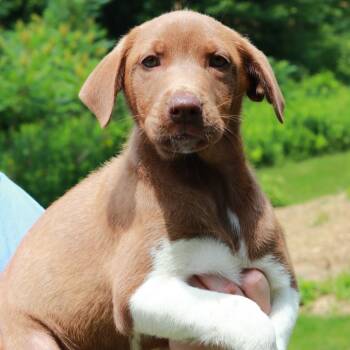 CT Fendi -  Labrador Retriever and Mixed Breed Dog for Adoption in Stormville, New York - CT Fendi | PetCurious