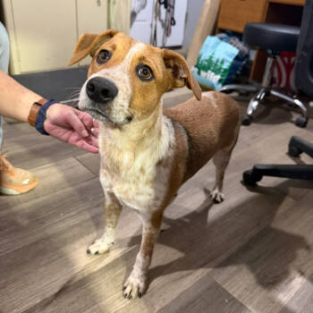 Rescue Cattle Dog Dogs for Adoption in Wappingers Falls, New York - Russell | PetCurious