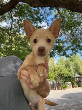 Wiley -  Pomeranian and Chihuahua Dog for Adoption in Temecula, California - Wiley | PetCurious