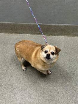 DUKE -  Pekingese and Chihuahua Dog for Adoption in Las Vegas, Nevada - DUKE | PetCurious