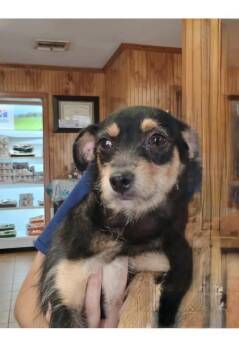 Poppy -  Dachshund and Jack Russell Terrier Dog for Adoption in Earleville, Maryland - Poppy | PetCurious