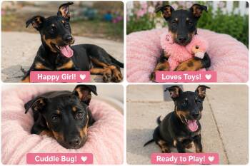 Riot -  Doberman Pinscher Dog for Adoption in Rialto, California - Riot | PetCurious