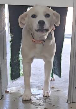 Rescue Clumber Spaniel and Golden Retriever Dogs for Adoption in Camden, Tennessee - Marshmallow | PetCurious