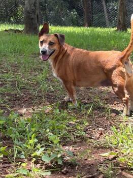 Corgi and Mixed Breed Dogs Available for Adoption in Athens, Alabama - TRIXIE | PetCurious