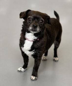 Chihuahua and Mixed Breed Dogs Available for Adoption in Gwinn, Michigan - Molly | PetCurious