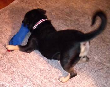 Rescue Dachshund Dogs for Adoption in Grafton, Ohio - Layla | PetCurious