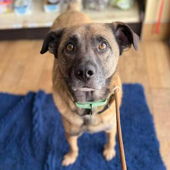 Mixed Breed Dogs Available for Adoption - Sanford | PetCurious