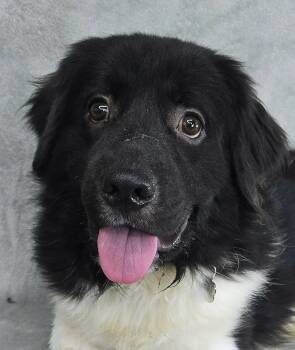 Cedar -  English Shepherd Dog for Adoption in Newport, Tennessee - Cedar | PetCurious