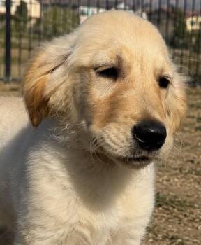 Golden Retriever Dogs Available for Adoption in Cerritos, California - Alani | PetCurious