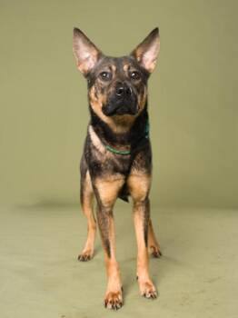 Dot -  Mixed Breed Dog for Adoption in Atlanta, Georgia - Dot | PetCurious