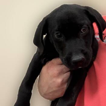 Allison Shaw -  Black Labrador Retriever and Mixed Breed Dog for Adoption in Reno, Nevada - Allison Shaw | PetCurious