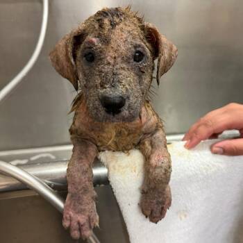 Darla -  Mixed Breed Dog for Adoption in Ardmore, Oklahoma - Darla | PetCurious