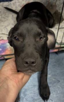 Gum Ball -  Mixed Breed Dog for Adoption in Charleston, South Carolina - Gum Ball | PetCurious