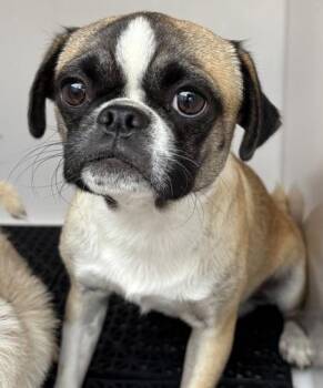 61563637 -  Pug and Mixed Breed Dog for Adoption in El Paso, Texas - 61563637 | PetCurious