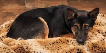 Sweetie -  Australian Shepherd Dog for Adoption in Cottonwood, Arizona - Sweetie | PetCurious