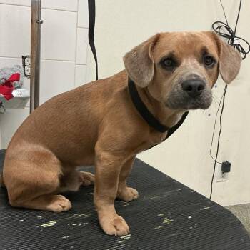 IVHS-A-141833 -  Pit Bull Terrier and Mixed Breed Dog for Adoption in San Gabriel, California - IVHS-A-141833 | PetCurious