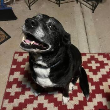 Giselle -  Black Labrador Retriever Dog for Adoption in Bella Vista, Arkansas - Giselle | PetCurious