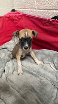 Crest -  Terrier Dog for Adoption in Seguin, Texas - Crest | PetCurious
