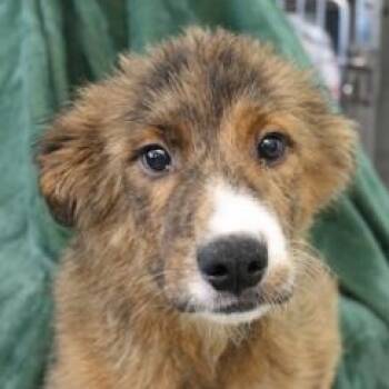 Australian Cattle Dog Blue Heeler Dogs Available for Adoption in Flagstaff, Arizona - Tonto | PetCurious