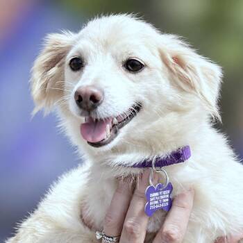 Audrey -  Chihuahua Dog for Adoption in Boerne, Texas - Audrey | PetCurious
