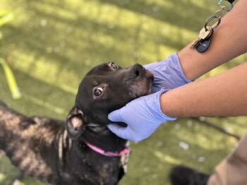 Hot Chocolate -  Mixed Breed Dog for Adoption - Hot Chocolate | PetCurious