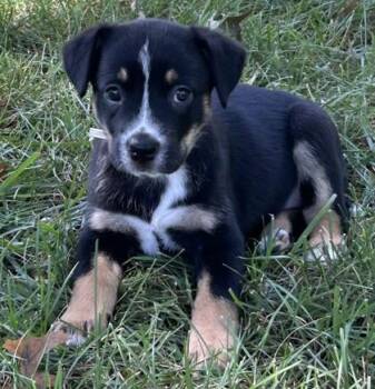 Evie -  Mixed Breed Dog for Adoption in Kansas City, Missouri - Evie | PetCurious