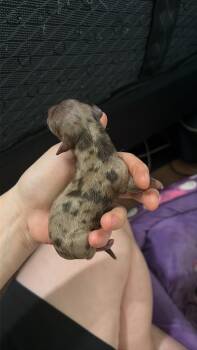 Valor -  Miniature Dachshund Dog for Sale in Mesquite, Texas - Valor | PetCurious
