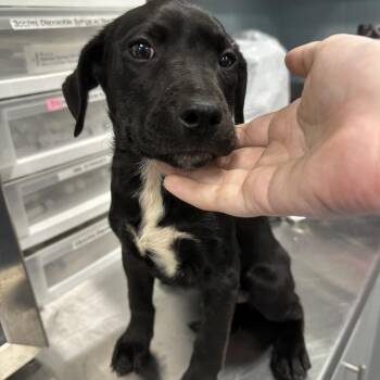 Apple Crisp -  Mixed Breed Dog for Adoption in Greensboro, North Carolina - Apple Crisp | PetCurious