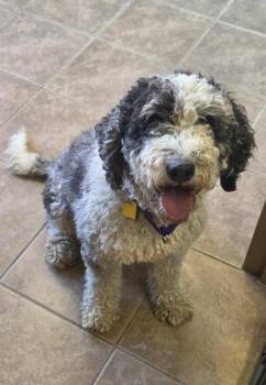 Lollipop -  Poodle and Standard Poodle Dog for Adoption in Malvern, Pennsylvania - Lollipop | PetCurious