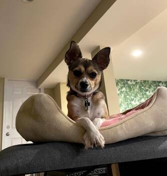 Rescue Chihuahua Dogs for Adoption in Harrison, New York - Cardi | PetCurious