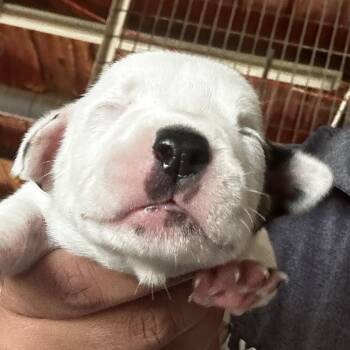 Mixed Breed Dogs Available for Adoption in Leander, Texas - Yasha | PetCurious