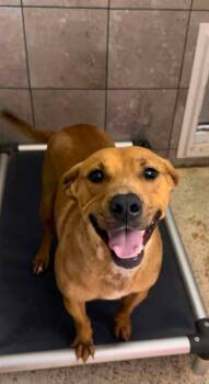 Luke 2 years AVAILABLE 8/19 -  Labrador Retriever Dog for Adoption in Sterling, Massachusetts - Luke 2 Years AVAILABLE 8/19 | PetCurious